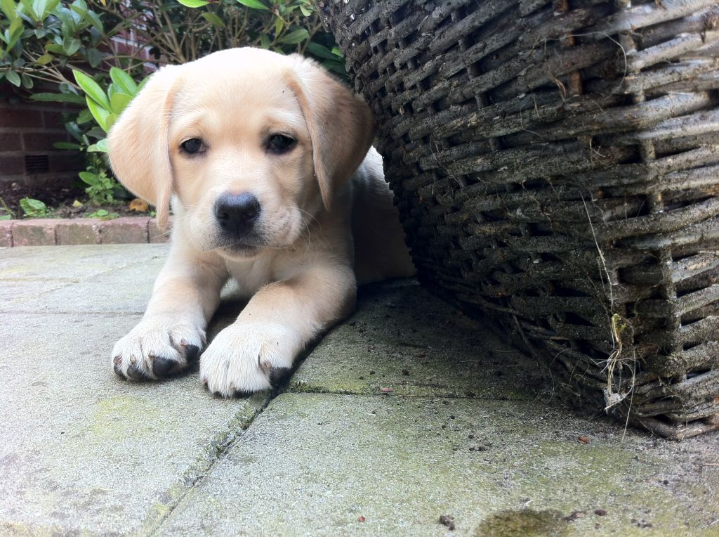 puppy labrador
