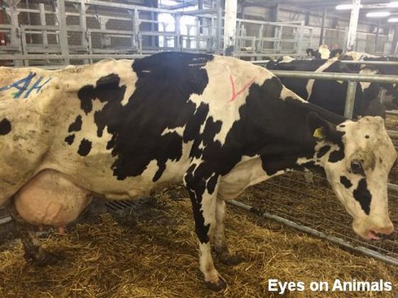 melk zuivelindustrie