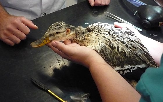 Sliederchtse pijleend