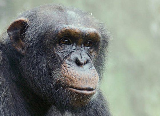 Chimpanseevrienden