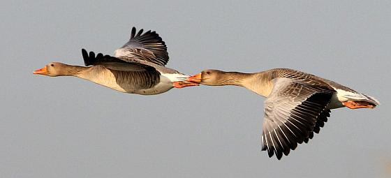 Vliegende ganzen