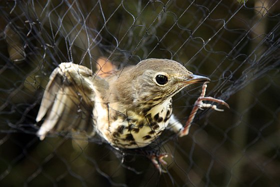 Vogeltje in net