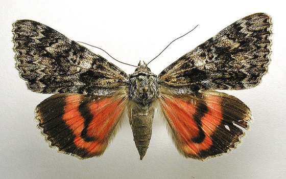 eikenweeskind vlinder