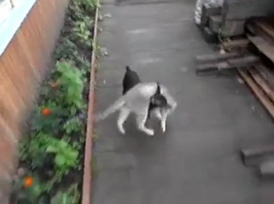 hond brengt kat thuis