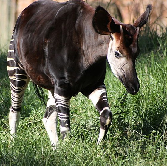 okapi