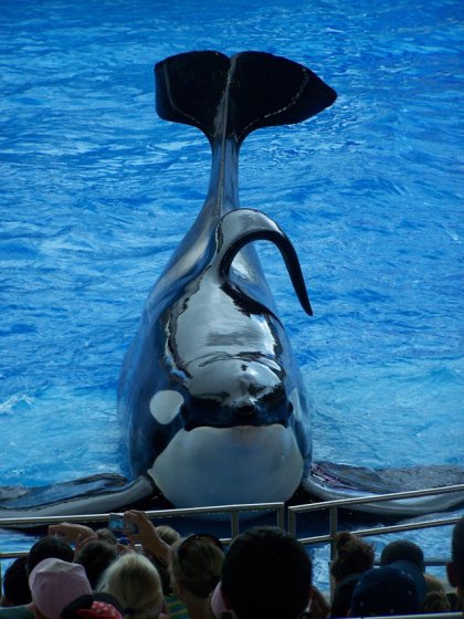 tilikum