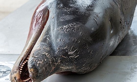 Aangespoelde dolfijn