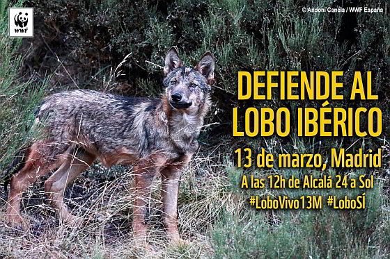Aankondiging protest - Iberische wolf