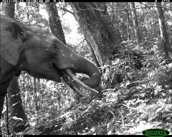 Camera trap Afrikaanse olifant