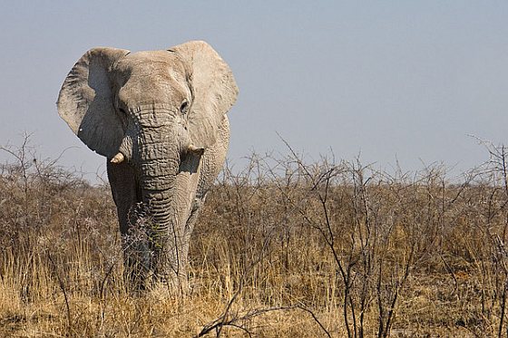 Afrikaanse olifant