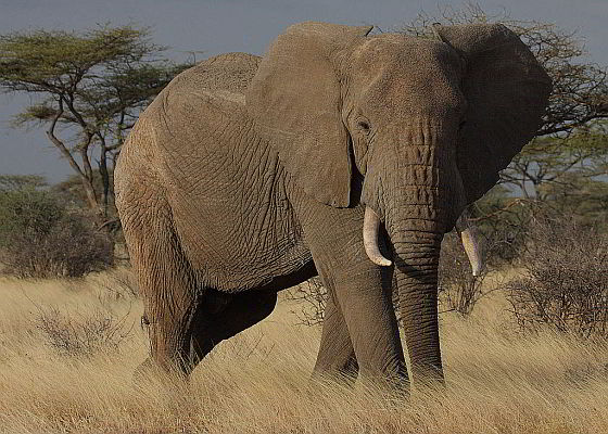 Afrikaanse olifant