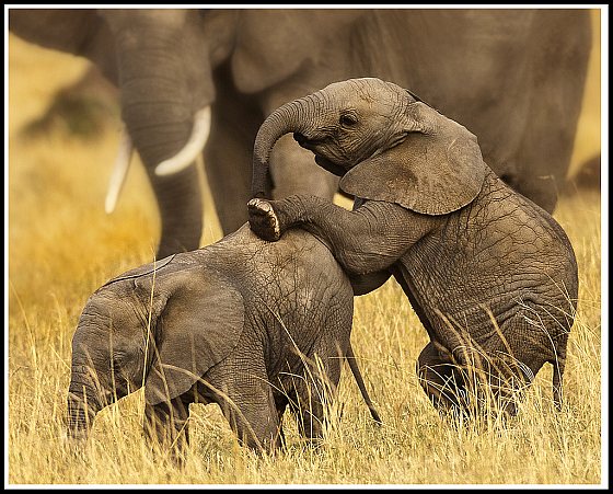Afrikaanse olifanten