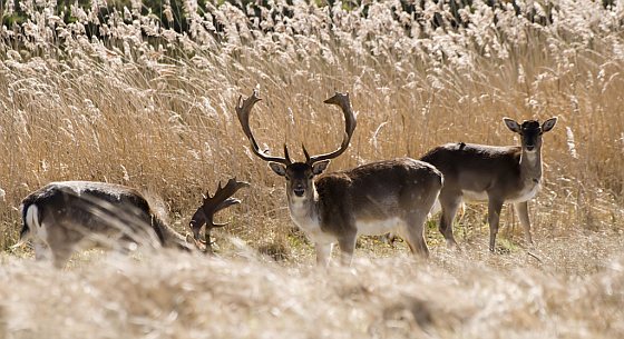 Amsterdamse Waterleidingduinen