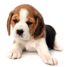 Beagle pup