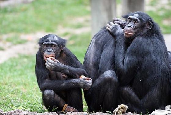 bonobopersoonlijkheden