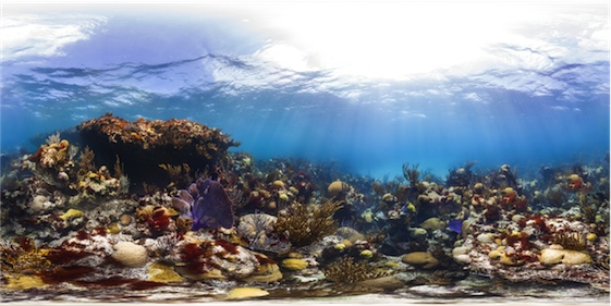 Caribbean reefs today