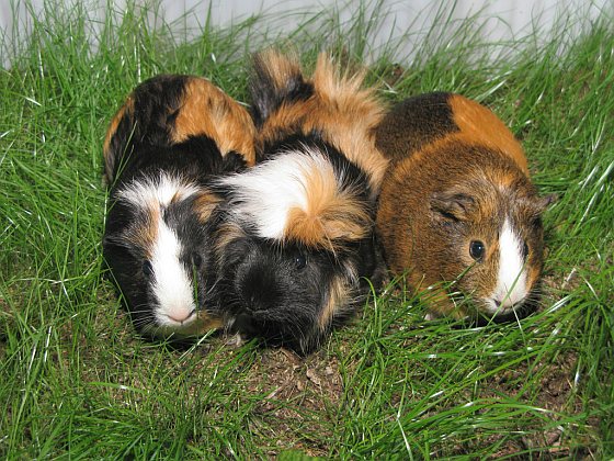 Cavia's