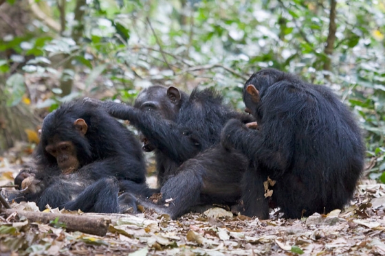 chimpansees