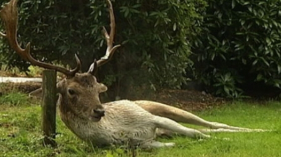 Damhert doodgeschoten