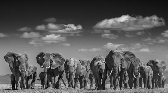 David Yarrow