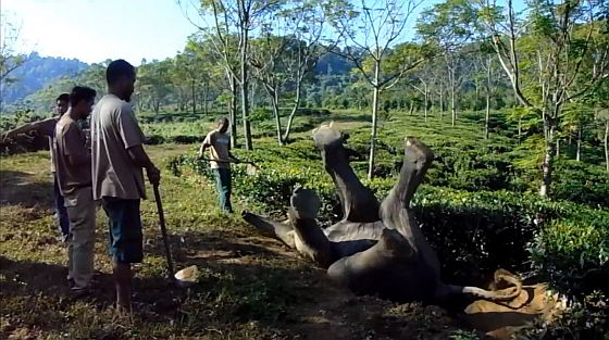 De onfortuinlijke olifant
