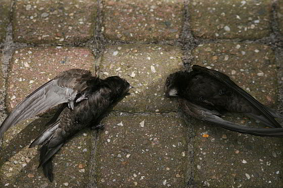 dode gierzwaluwen Stroomversnelling