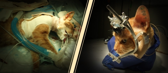 double trouble experiment