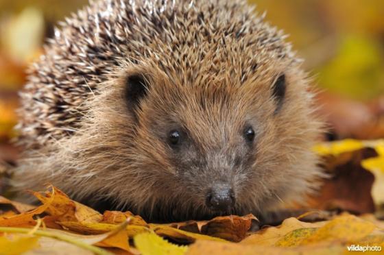 natuurreservaat voor egels