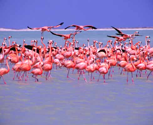 Flamingo's
