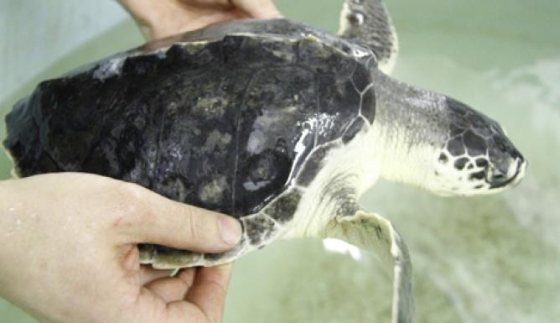 Flip de zeeschildpad