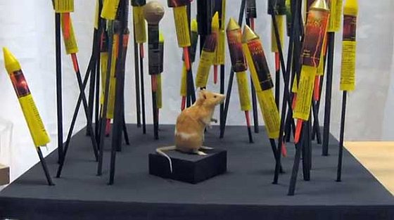 Tentoonstelling Natuurmuseum Fryslan