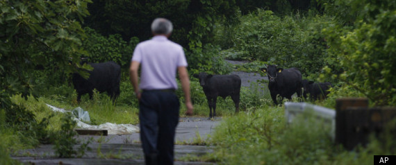 Fukushima Naoto Matsumura