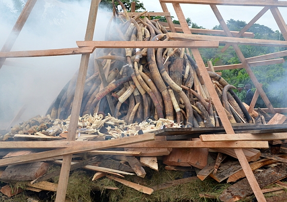 Gabon verbrandt ivoor