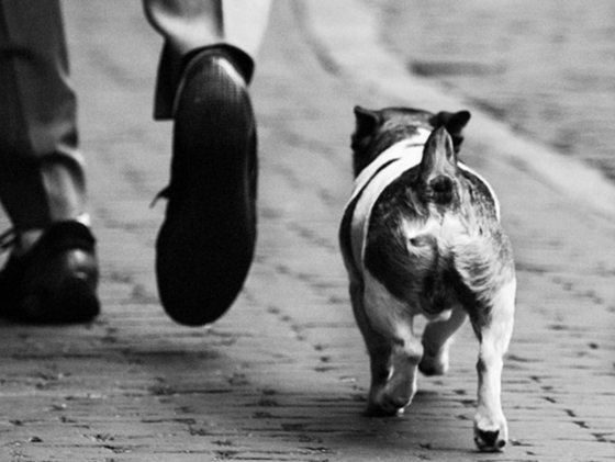 Gebeten hond bijt terug