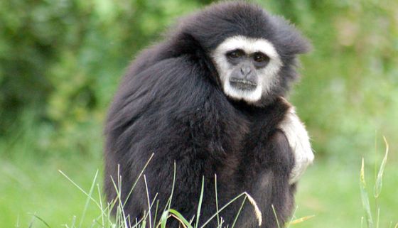 gibbon