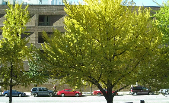 Ginkgo-bomen Baltimore