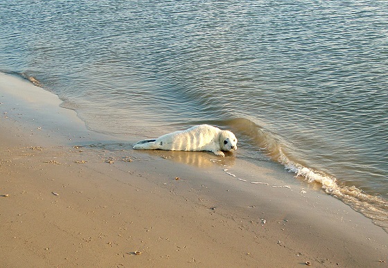 Jonge grijz zeehond