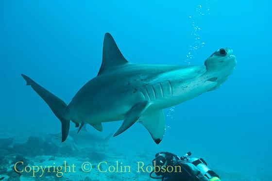 export hamerhaaivinnen