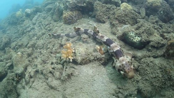 Hemiscyllium halmahera