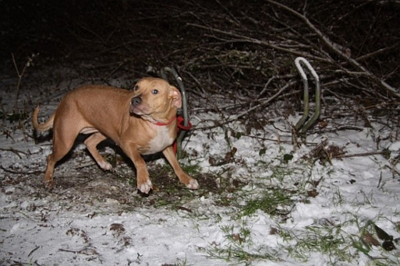 Hond achtergelaten Heerenveen