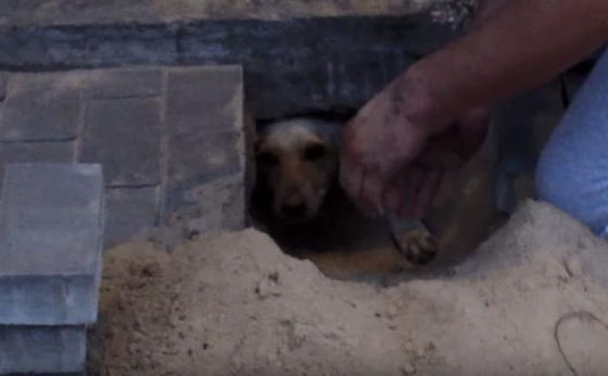 Hond levend begraven