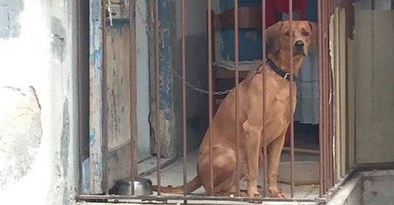 Hond op balkon - Trapani