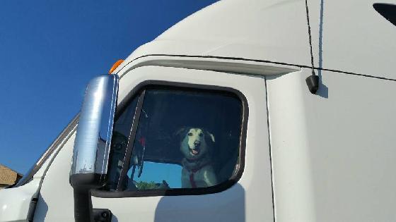 vrachtwagenchauffeur