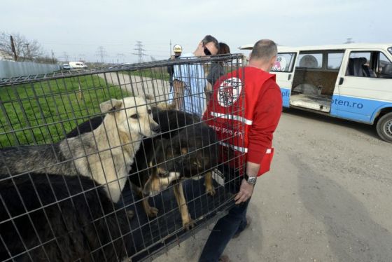 honden vier voeters roemenië