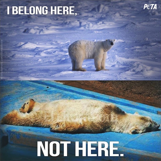 IJsbeer Arturo - PETA