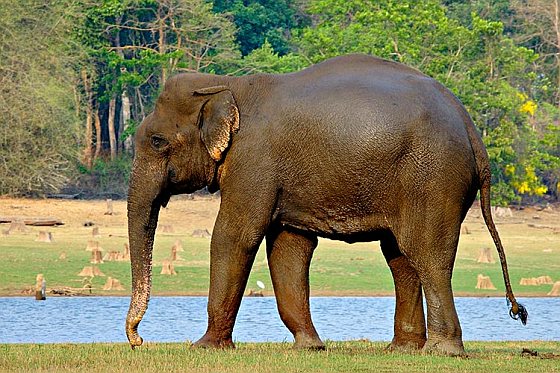 Indische olifant