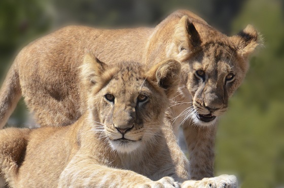 Leeuwtjes Marley en Elsa