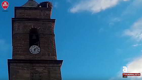 Kalkoenwerpen Cazalilla