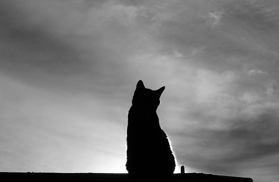 Kat silhouette