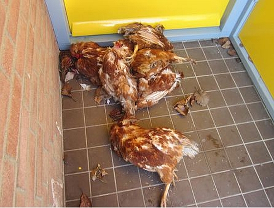 Dode kippen Purmerend